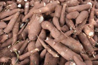 Région de l’Est : Au moins 660 tonnes de Manioc en péril à Gadji