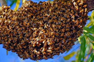 Terrorisme : L'armée burkinabé compte sur les abeilles pour vaincre les djihadistes