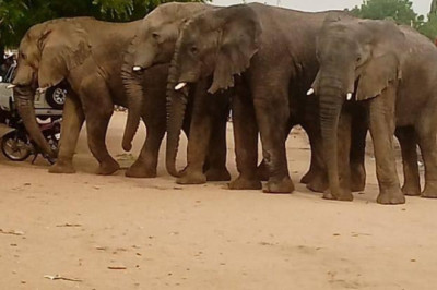 Drame :  Les éléphants tuent une femme à Maroua
