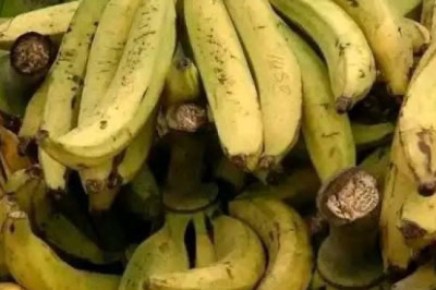 Banane plantain : Les prix hors de prix dans les marchés de Yaoundé