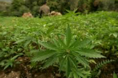 Mfou: Destruction d'une plantation de cannabis